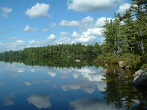 https://friends-of-nature.ca/wp-content/uploads/2013/12/blandford_500x375.jpg