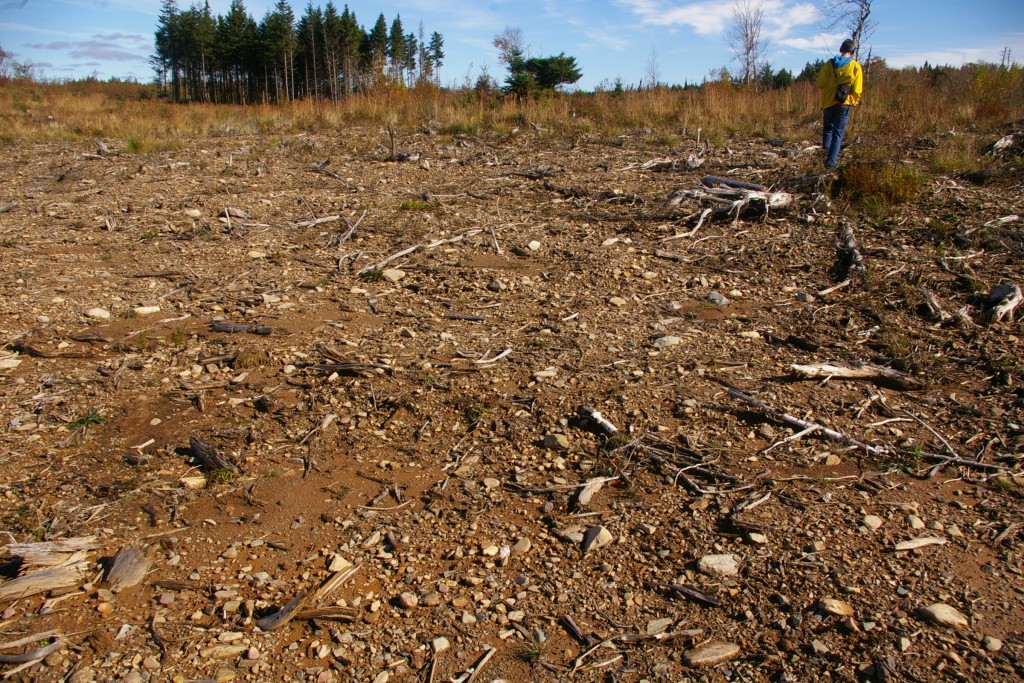 biomass harvests in Nova Scotia. Northern Pulp Corp