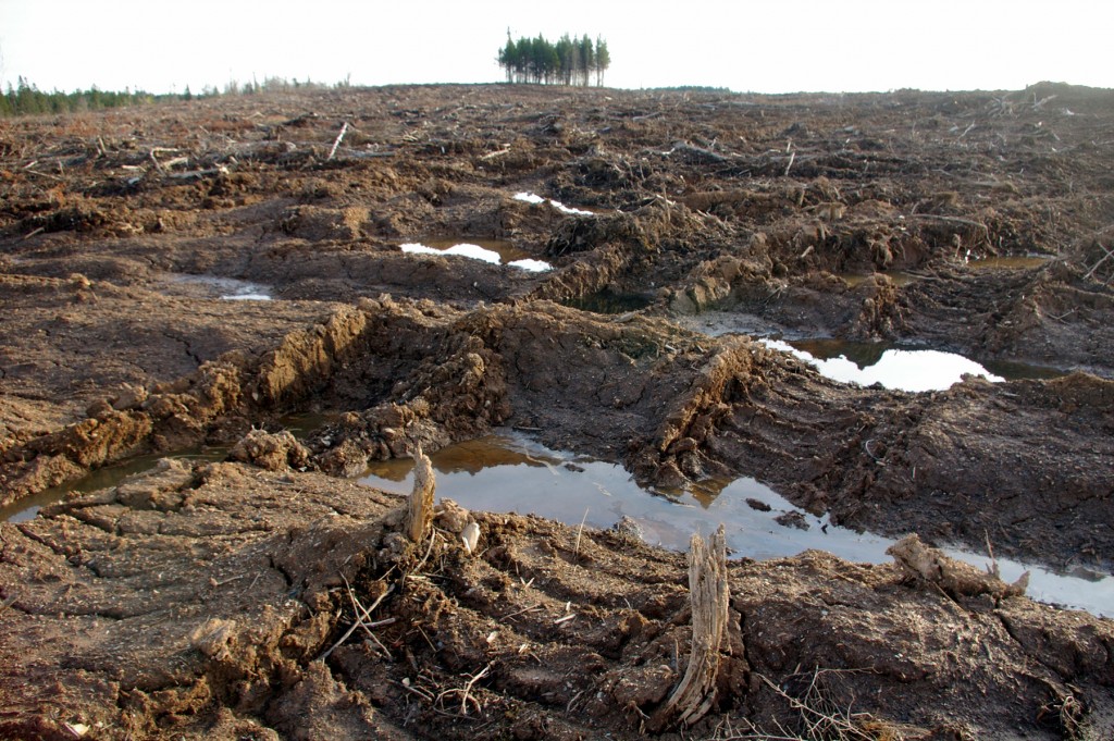 biomass harvests in Nova Scotia. Northern Pulp Corp
