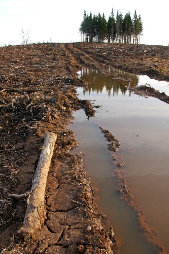 biomass harvests in Nova Scotia. Northern Pulp Corp