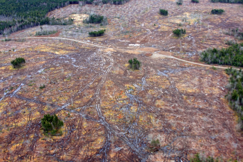 biomass harvests in Nova Scotia. Northern Pulp Corp