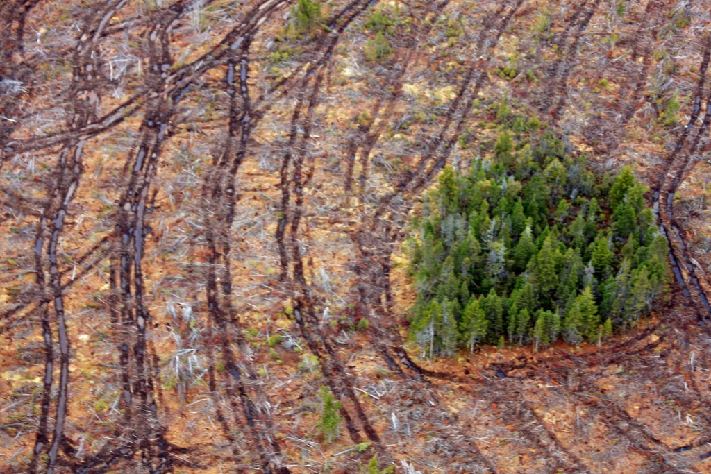 biomass harvests in Nova Scotia. Northern Pulp Corp