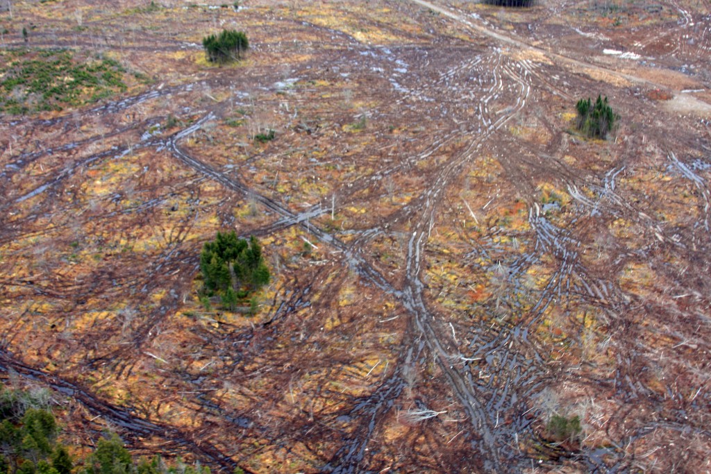 biomass harvests in Nova Scotia. Northern Pulp Corp